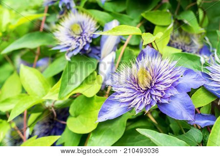 Closeup bright blue flower of blossoming Clematis Jackmanii