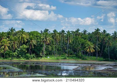 Close-up photograph of paddy fields with crops of rice in Sri Lanka
