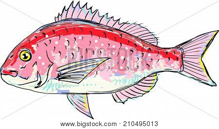Red sea bream vector hand sketch quality file