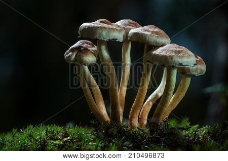 Mushrooms in the forest are illuminated by the sun's rays of light.