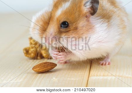 A small hamster eats an almond close up.