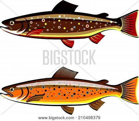 Brown and brook trout vector illustration clip-art image eps