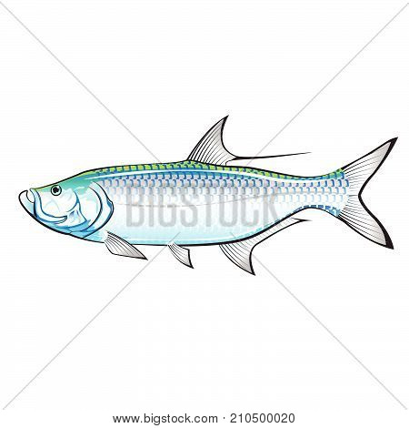 Tarpon game fish vector illustration clip-art image