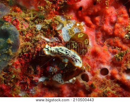 The amazing and mysterious underwater world of the Philippines, Luzon Island, Anilаo, flatworm