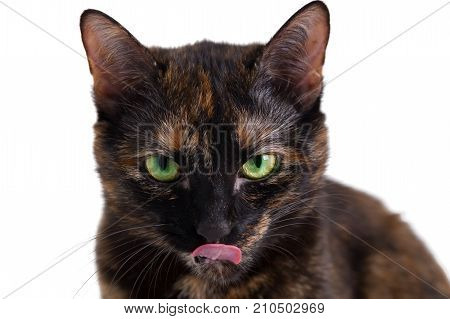 Look of a tortoise cat close up. The cat of a tortoise color with green eyes stares directly at the viewer with the tongue hanging out. Selective focus it is isolated on white