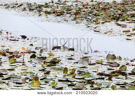 Seagull Fly On Vast Lake