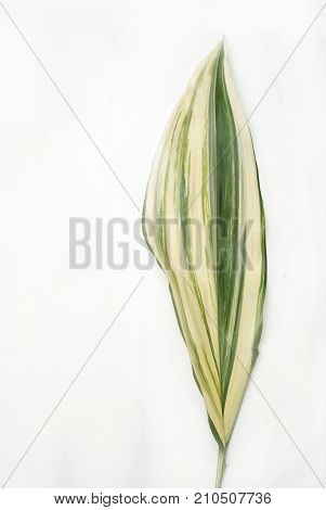 Aspidistra elatior Variegate leafe. Decorative leafe isolated.