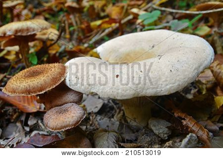 Lactifluus piperatus mushroom also known as the peppery milk-cap