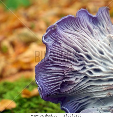 clitocybe nuda mushroom closeup of the gills