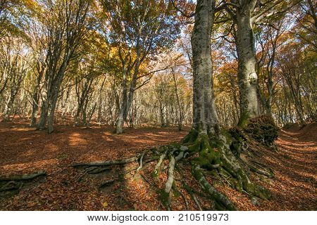 Beech trees with big roots in the wood