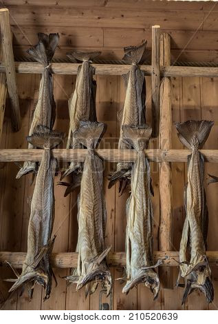 Dryfish, cod stockfish hanging inside on wooden racks in Lofoten Islands, Norway, Europe. Vertical image.