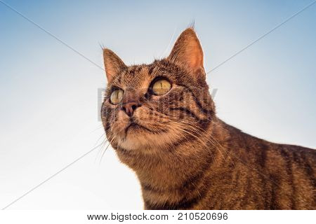 Portrait Of A Cat