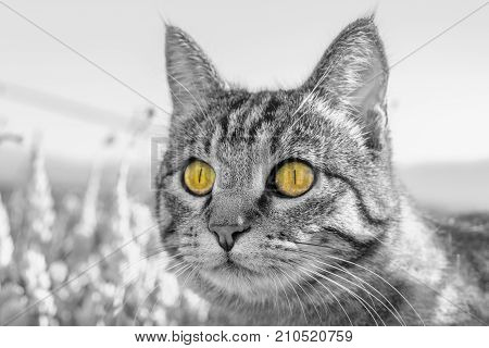 Portrait Of A Cat