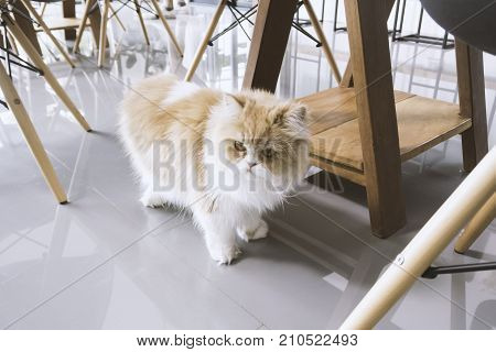 A Persian cat standing under the table.