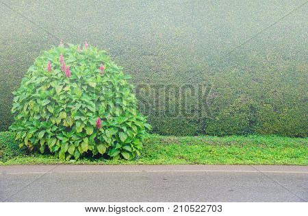The morning mist falls on the bush with flowers. Park trees and shrubs landscape design