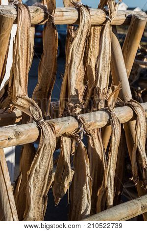 Dryfish, cod stockfish hanging outside on wooden racks in Lofoten Islands, Norway, Europe. Vertical image.