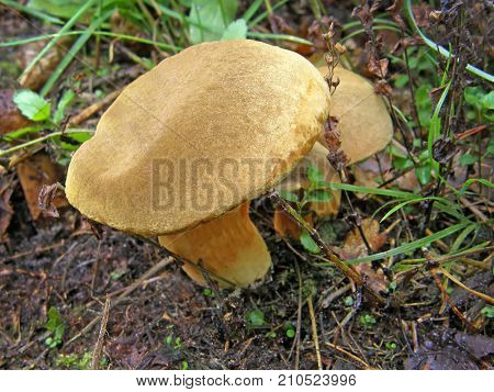 mushroom Boletus subtomentosus. Very beautiful image