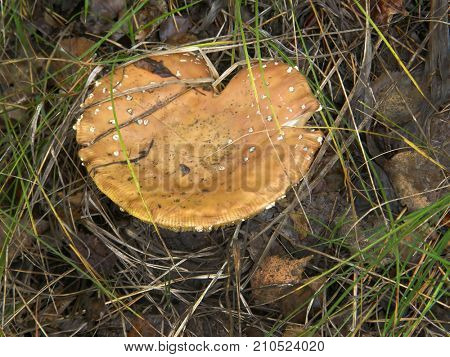 Forest mushroom photo. Very beautiful image