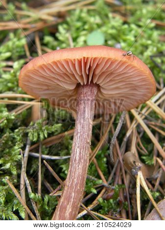 Forest mushroom photo. Very beautiful image