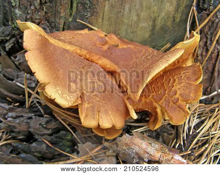 Forest mushroom photo. Very beautiful image