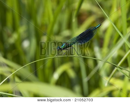 Mandlige stribede Agrion