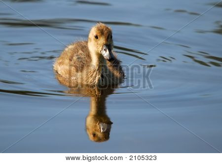 赤ちゃんマガモ