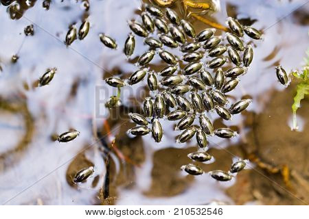 small bugs on the surface of the water .