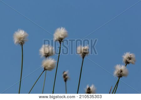 Flower Of Natural Cotton Grass (eriophorum)