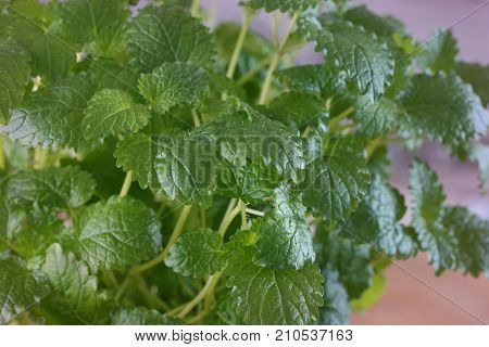 A close-up photo of lemon balm herb.