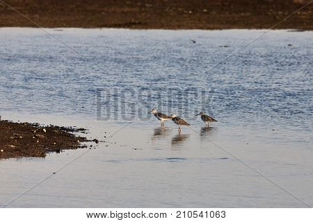 View of birds in Evros river Greece.