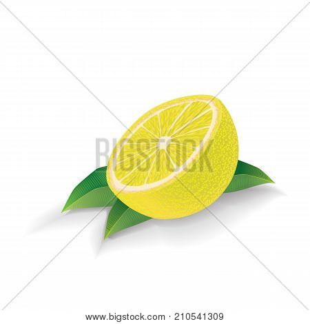 Lemon with leaves isolated on white background. Vector.