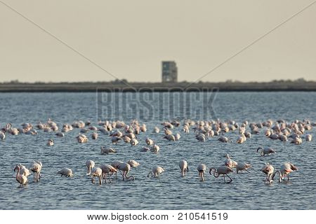 View of pink flamingos birds in Evros river Greece.