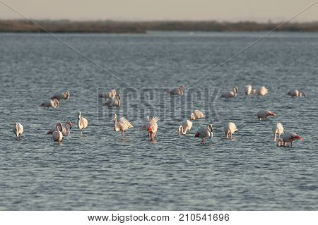View of pink flamingos birds in Evros river Greece.