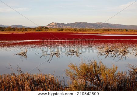 Evening landscape of Evros river in Greece.