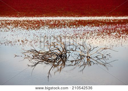 Evening landscape of Evros river in Greece.