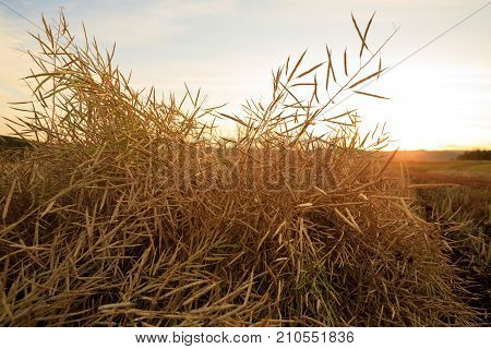 harvest cole on farmland with sunset sky