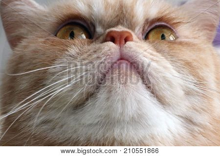 beautiful pet exotic cat with big eyes
