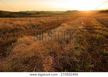 harvest cole on farmland with sunset sky