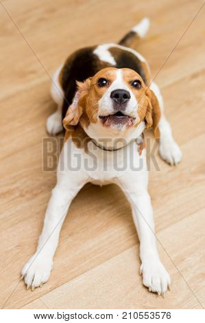 Dog of the Beagle breed aged 2 years lies on the floor
