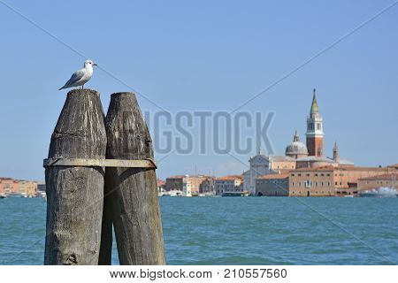 A seagull sits on mooring piles in Venice. The island of Giudecca can be seen in the background including the church f San Giorgio Maggiore