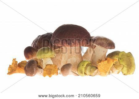 Pile Of Different Types Of Mushrooms