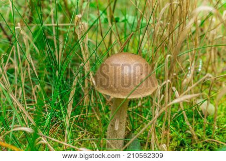 mushrooms in the forest under grass with morning dew