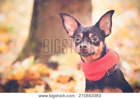 Beautiful dog, a puppy in a yellow scarf with pampons sitting on a background of autumn foliage. Space for text. Lovely, funny puppy