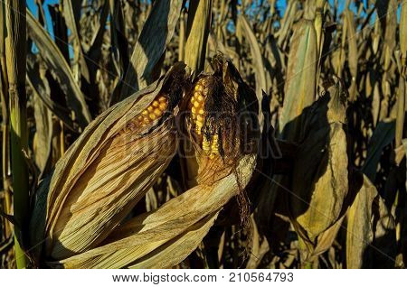 Field corn ready for harvest in the late day golden sun of a bright and sunny October day. Field corn is used to feed livestock, make ethanol and thousands of other bio-based products.