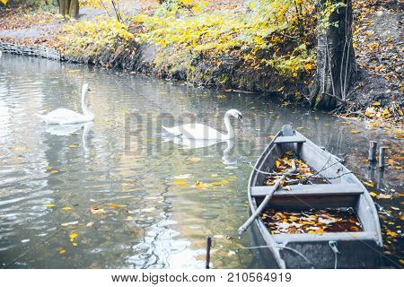 swan sweem in the lake in autumn day under tree with yellow leaves