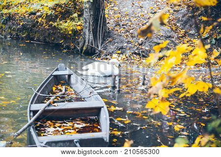 swan sweem in the lake in autumn day under tree with yellow leaves