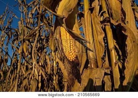 Field corn ready for harvest in the late day golden sun of a bright and sunny October day. Field corn is used to feed livestock, make ethanol and thousands of other bio-based products.