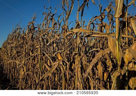 Field corn ready for harvest in the late day golden sun of a bright and sunny October day. Field corn is used to feed livestock, make ethanol and thousands of other bio-based products.