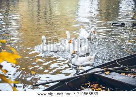 swan sweem in the lake in autumn day under tree with yellow leaves
