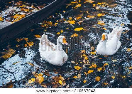 swan sweem in the lake in autumn day under tree with yellow leaves
